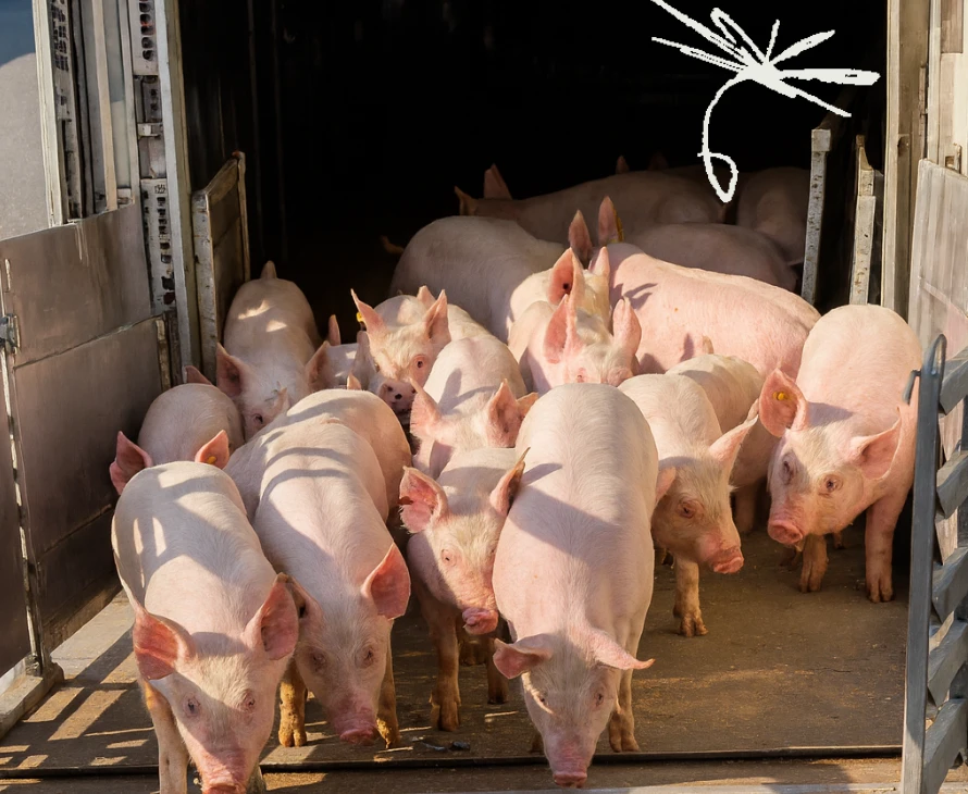 Intradco Global Successfully Completes Live Air Transport of 1,200 Breeding Pigs