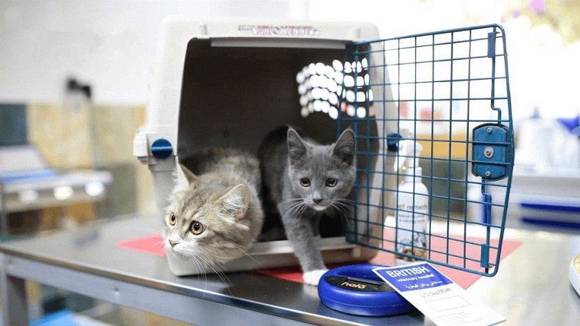 Vận Chuyển Thú Cưng Bằng Máy Bay: Quy Định Mới Nhất Và Lưu Ý Quan Trọng 2025