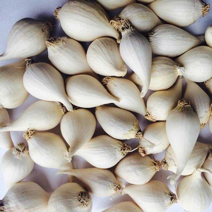 Chuyển phát nhanh tỏi Lý Sơn