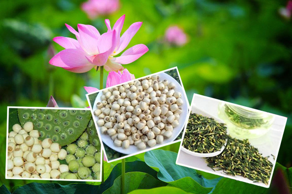 Vận chuyển hạt sen Đồng Tháp